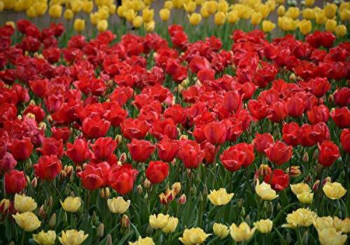 wandmotiv24 Fototapete Rot Gelb Tulpen, 300 x 210 cm - selbstklebende Strukturtapete, Wanddeko, Wandbild, Wandtapete, Garten Blumen M1471