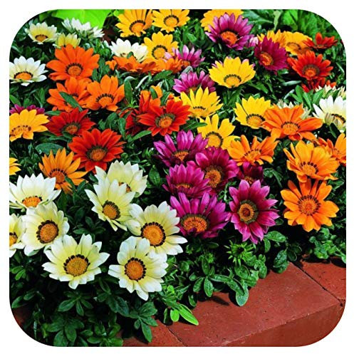 Gazania Kiss Mixed Mini Plug Plants x 24 for Potting On