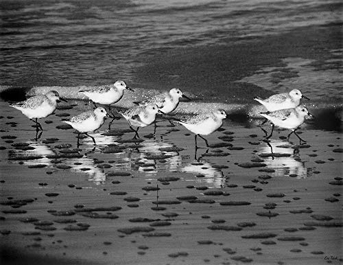 Feeling at home LEINWANDDRUCK im SCHATTENFUGENRAHMEN Familientreffen Turek Eve - Tiere horizontal Kunstbilder im Holzrahmen cm_60_X_79