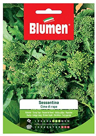 BLUMEN SEMENTI, CIMA DI RAPA SESSANTINA
