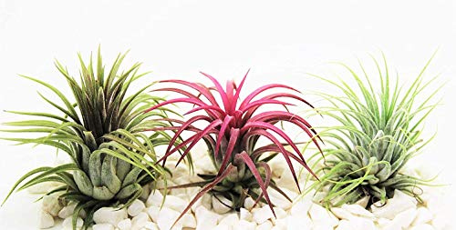 Luftpflanzen Tillandsien x 3 – Ionantha Red, Green & Rubra – Lebende Pflanze für Terrarium, Vivarium, Büro, Haus Pflanze Dekoration