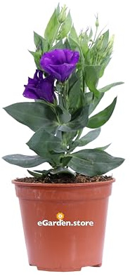 eGarden.store - Pianta vera di Lisianthus o Eustoma vari colori - Altezza 25 cm Diametro vaso: 14 cm - Pianta dai fiori eleganti e colorati, facile da curare e da coltivare all'esterno (Viola)