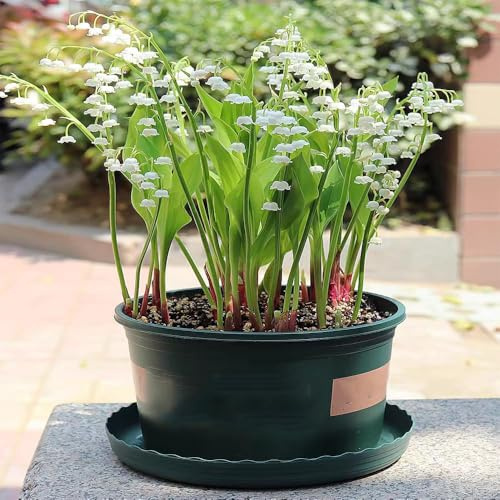 bulbos decorativos de lirio de los valles Bulbos acónito invierno, perenne resistentes al invierno para el jardín Decoración 20pcs