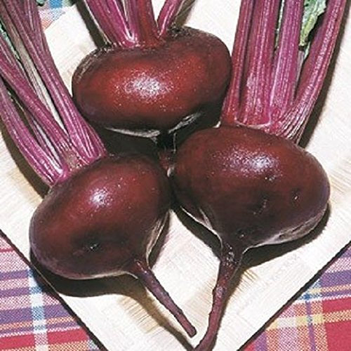 BIETOLA ROSSA PIATTA DI EGITTO NR.300 SEMI