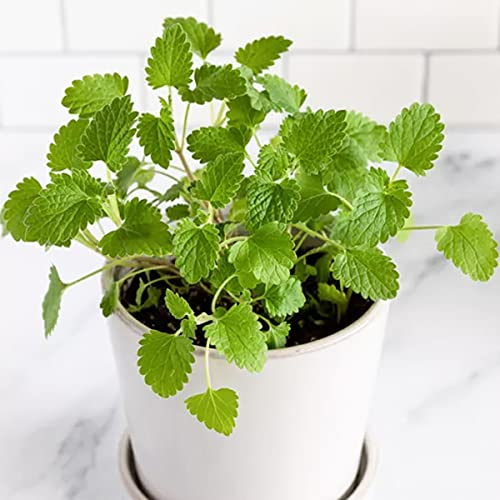 Welldales 50 White Flower Catnip Seeds for Pots Aroma Bush Plant UK Nepeta Cataria Catmint