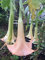 Portal Cool Las semillas del paquete: Brugmansia Sunset abigarrada del ángel de la trompeta 6 semillas