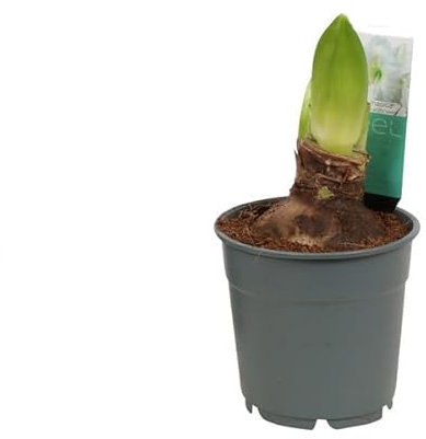 Lirio Suramericano - Hippeastrum - Planta Natural con Bulbo Resistente y Flores Elegantes