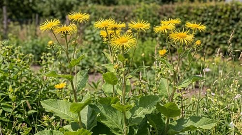 Echter Alant Samen, Inula helenium, Mehrjährige Winterharte Staude, Bienenweide, Sonnengelbe Blüten, 200 Stück