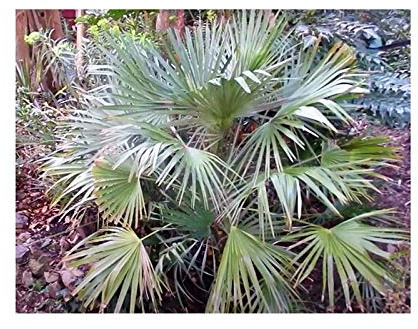 Stk - 5x Chamaerops humilis Zwergpalme Garten Pflanzen - Samen B1965 - Seeds & Plants Shop by Ipsa