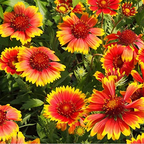 6 x Gaillarde vivace 'Kobold' - Gaillardia 'Kobold' - Godet 9x9cm - Fleurs rouges, compact, bordures