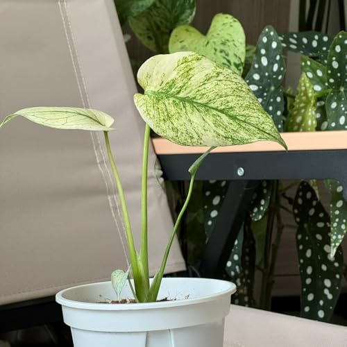 semillas de monstera - jardín en el balcón orgánicas jardín interior resistentes en trepadoras exterior interior exóticas 85pcs