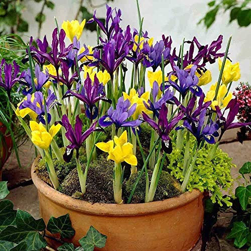 Portal Cool 25: Bolly Bulbs nano colore misto Iris reticulata Bulbi, molto facile da coltivare