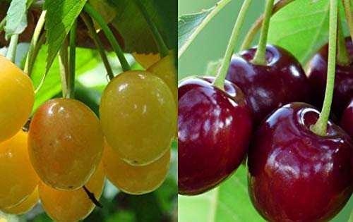 Duo Süßkirschen Udewitelnaja/Paula 2 Sorten Baum. schwarz-gelbe Kirschen