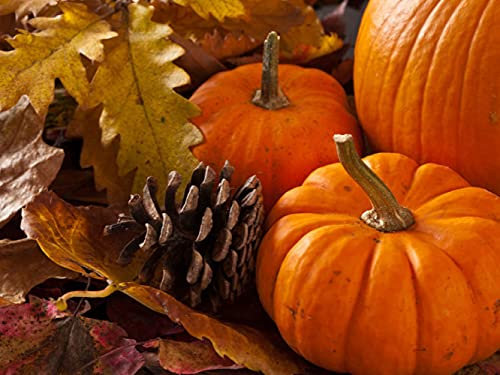 12 Graines de Potirons - légumes courges jardin potager - semences paysannes reproductibles - SemiSauvage