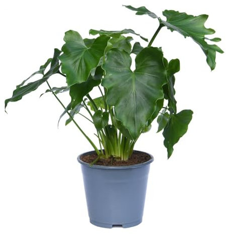 Philodendron 'Shangri La' – Exotic Tropical Plant with Unique Leaf Shape and Lush Green Foliage in 1x 12cm Pot by Thompson and Morgan