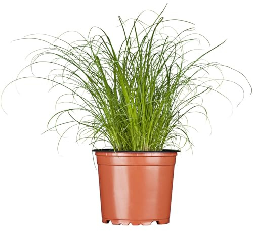 Planta para Gatos Viva Cyperus Natural y Seguro para su Consumo