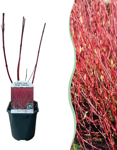 Rotholz-Hartriegel – Cornus alba 'Sibirica' – Ø17cm – ca. 45cm hoch – Zierstrauch mit roten Zweigen – Winterhart & pflegeleicht – Für Hecken & Einzelstellung – Bienenfreundlich