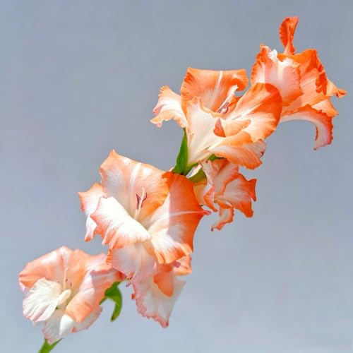 bulbi di gladioli a precoce in vaso sostenibili interno e 8pcs