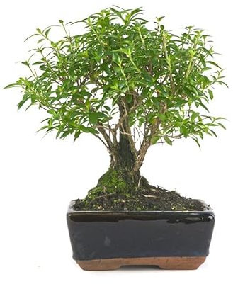 Bonsái de Serissa Phoetida Natural Conocido como el Árbol de las Mil Estrellas