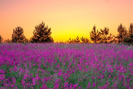 Holz-Bild 50 x 30 cm: die Sommerlandschaft mit lila Blumen auf einer Wiese und Sonnenuntergang (35623289)