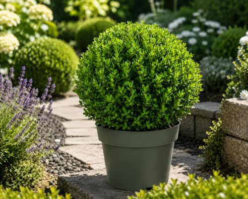 Ilex crenata Jenny Kugel Ø ca. 20 cm – Japanische Stechpalme als Buchsbaum-Ersatz | Immergrün, winterhart, schnittverträglich | Formgehölz für Garten, Terrasse, Balkon & Hecke
