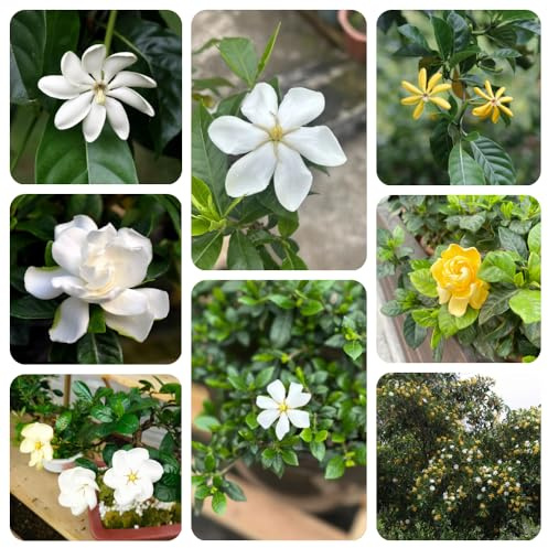 Semillas de plantas de gardenia- jardín de flores, plantas de jardín semillas de flores perennes resistentes plantas resistentes en macetas, semillas de árboles planta de balcón, 100pcs