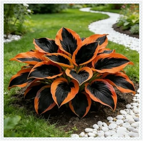 Resistenti al freddo e alla siccità-Bulbi di Hosta-Hosta Bulbi-Rare-4 Bulbi-C