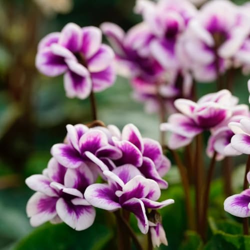 ciclamino il giardino Arredamento del soggiorno con rialzata adatto 700semi