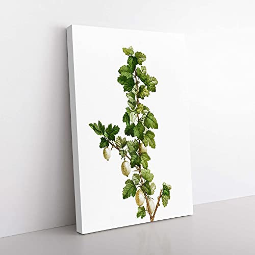 Big Box Art Gooseberry Bush by Pierre-Joseph Redoute Canvas Wall Art Print Ready to Hang Picture, 76 x 50 cm (30 x 20 Inch), White, Green