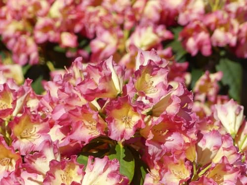 Rhododendron Hybride Feuer + Flamme - Großblumige Alpenrose - 30-40 cm