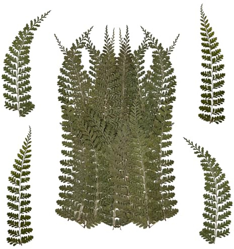RUGBOL 48 Pezzi Fiori essiccati, Foglie pressate e felci Naturali per creazioni Fai da Te, Gioielli, Candele, saponi, vasi, Scrapbook e Decorazioni (Stile 4)
