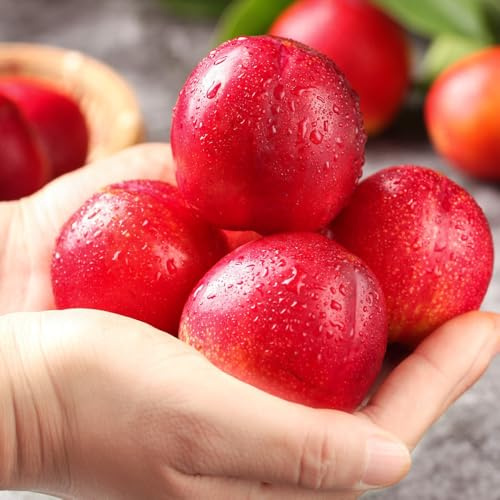 Pflaumenbaum, stauden winterhart mehrjährig säulenobstbäume balkongewächshäuser geschenke für gärtner obstgarten spalierobst obstbaum obstbäume kaufen seltene zwergobstbäume 15Samen