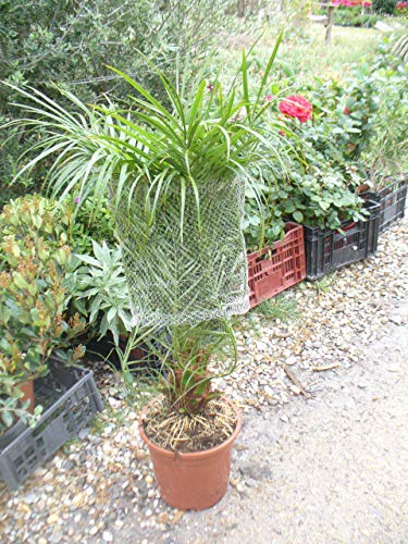 Phoenix roebelenii, Zwerg-Dattelpalme, eine Pflanze