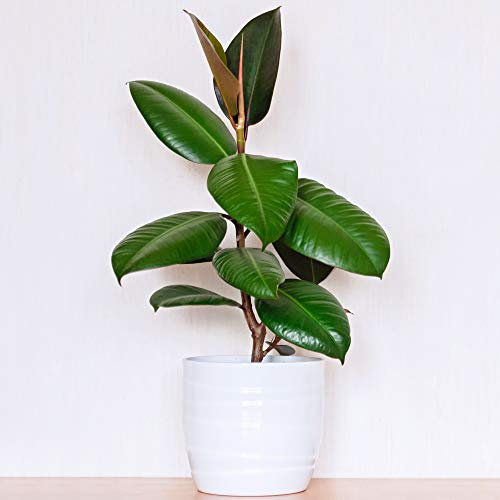 Premium Ficus Robusta - Rubber Plant | Ideal for Home or Office | 30-40cm Potted