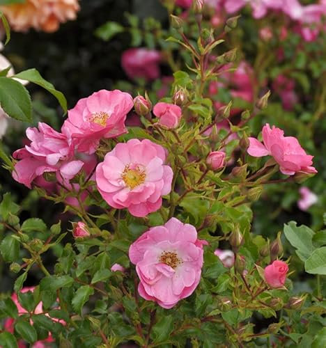 Bodendeckerrose Neon 20-30cm