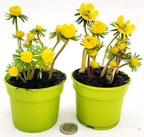 POWERS TO FLOWERS - ERANTHIS HIEMALIS, 2PIANTE, vaso 9 cm diametro, piante vere