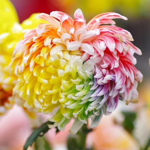 chrysanthemen - hochbeet balkon chrysanthemen deko balkonpflanzen winterhart blumensamen sommerblumen schattenpflanzen winterharte kübelpflanzen 550samen