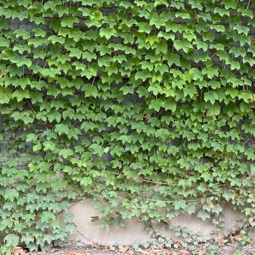 Parthenocissus tricuspidata in vaso balcone varietà antiche 60semi