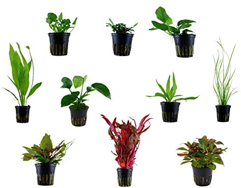 Tropica Einsteiger Maxi Set mit 10 Topf Pflanzen Aquariumpflanzenset Nr.37 Wasserpflanzen Aquarium Aquariumpflanzen