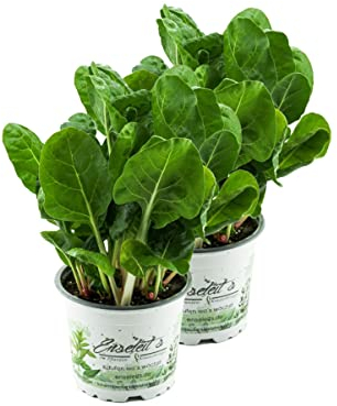 2er Set Mangold Pflanze, Marktfrische Pflanze aus Nachhaltigem Anbau!