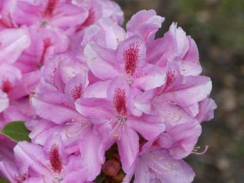 Rhododendron Hybride Furnivall's Daughter - Großblumige Rhododendron - 30-40cm