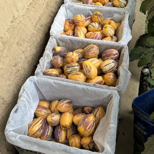 semi di melone pero, giardino roccioso melone colonnari pepino esotiche giardino 20pcs