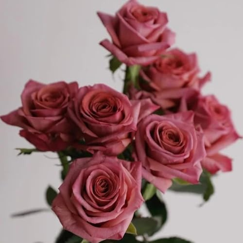 semillas de rosas - jardín trepadoras resistentes interior raras Decoración oficina 300pcs