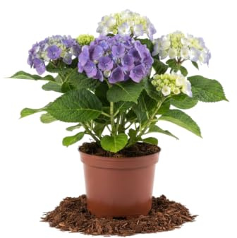 Hydrangea Macrophylla Azul Hortensia - DECOALIVE Planta Viva para Decoración Natural Maceta 10 cm de Diámetro Altura 20 cm