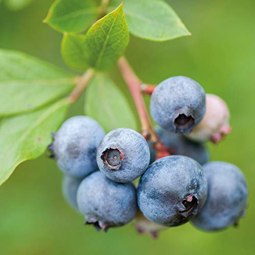 Thompson & Morgan Blueberry Fruit Bush ‘Duke’ Outdoor Plant for Patios or Kitchen Gardens Producing Summer Berries & Colourful Seasonal Foliage (2 x 9cm Pots, Blueberry 'Duke')