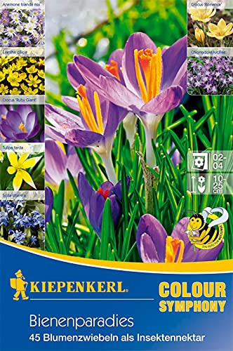 Colour Symphony Bienenparadies, Mischung aus Tulpen, Anemonen, Krokussen und anderen frühblühenden Zwiebeln