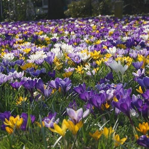 Natural Bulbs – Krokus Vernus Mix 100 ST - BIO - Blumenzwiebeln winterhart mehrjährig aus Holland – Perfekt für Bienen - Krokusse Zwiebeln - Frühblüher Frühlingsblumen