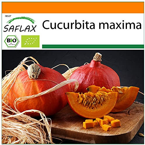 SAFLAX - - BIO - Zucca - Hokkaido - 5 semi - Cucurbita maxima