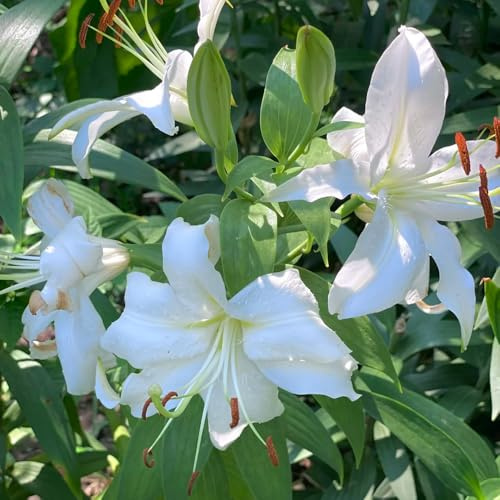 Semi di Begonie,da interno,Semi di come regalo,Regali per amanti del giardino 50pcs