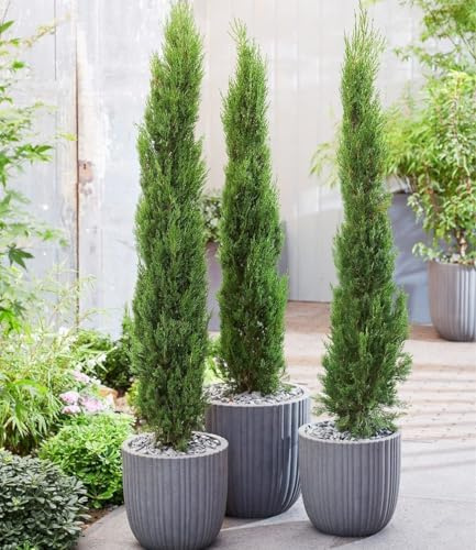 BALDUR Garten 3x Echte Toskana 'Säulen-Zypressen', Pflanzen im 9x9 cm-Topf, Cupressus sempervirens pyramidalis, Mittelmeer-Zypresse, winterhart & pflegeleicht, Wasserbedarf gering